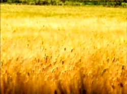 خیلی خیلی کوچک (1) (تندباد)